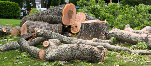 Reliable Ancient Oaks, PA Tree Services Solutions