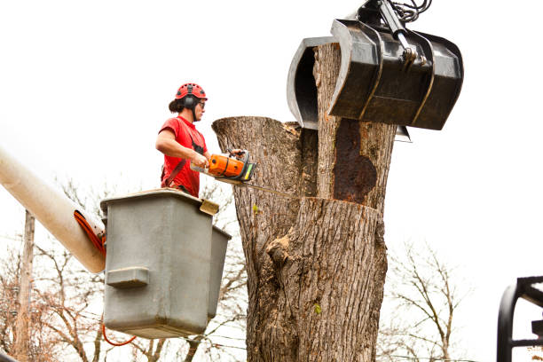 Best Tree Removal  in Ancient Oaks, PA