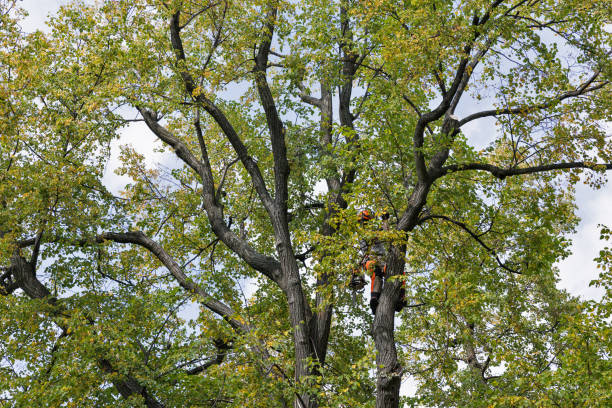 Best Emergency Tree Removal  in Ancient Oaks, PA